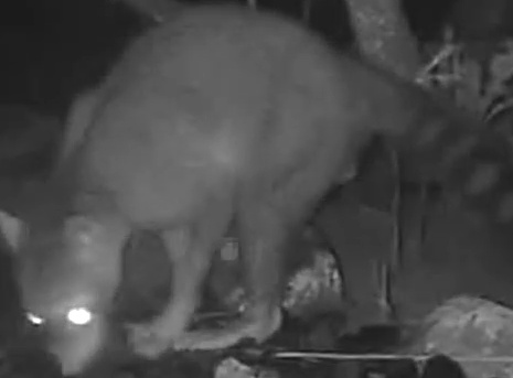 Crab-eating raccoon