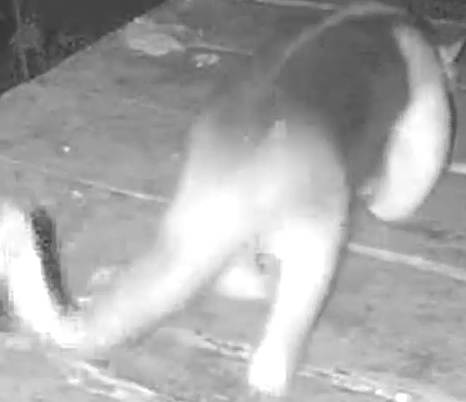 Northern tamandua
