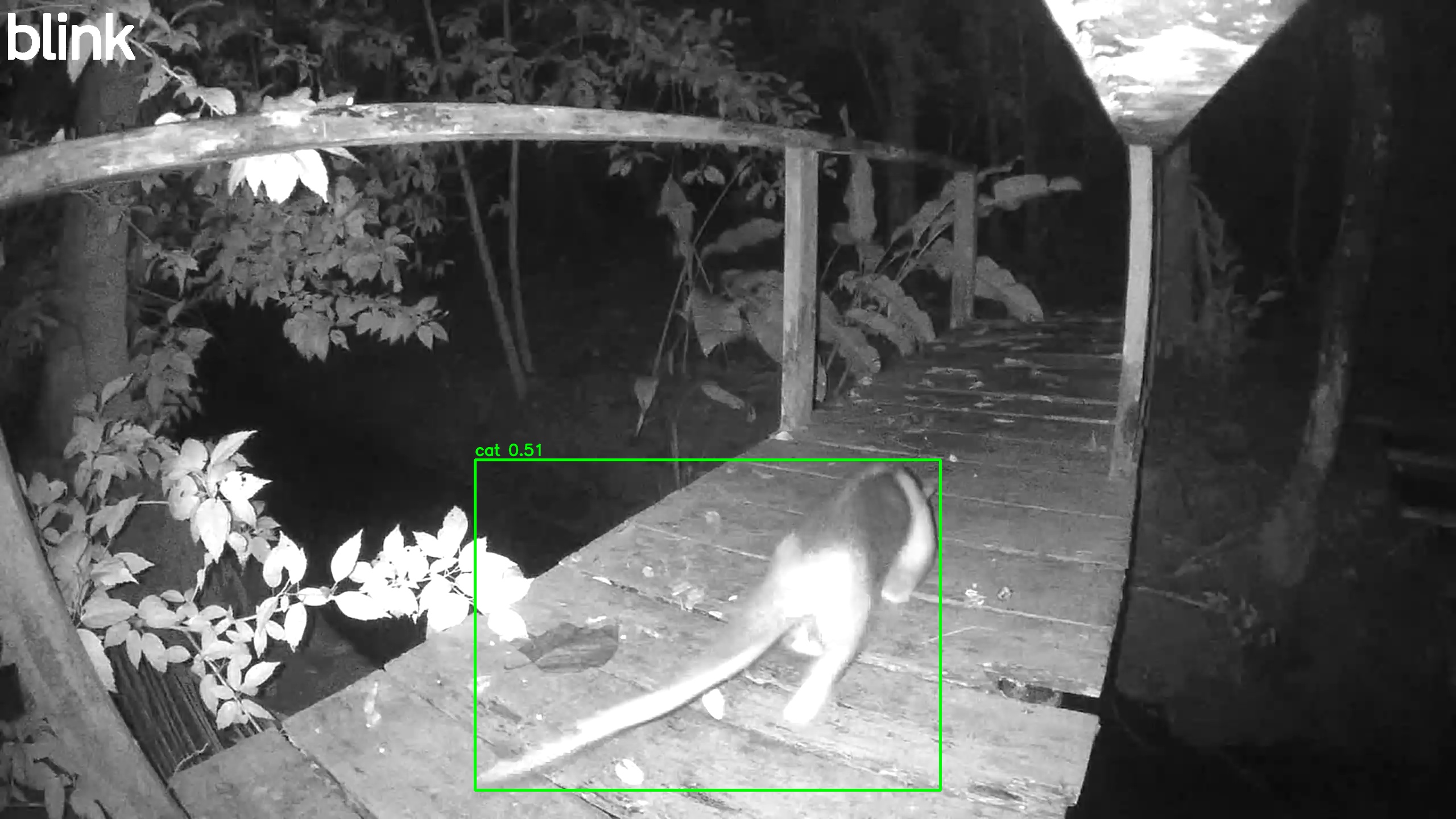 Tamandua