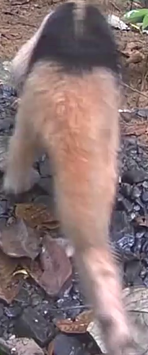 Northern tamandua
