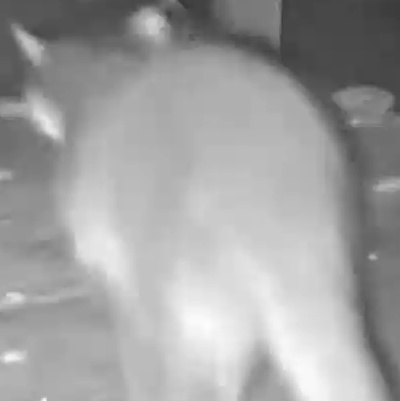 Crab-eating raccoon