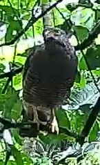 Barred Hawk