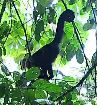 White-headed Capuchin