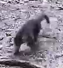 Tayra
