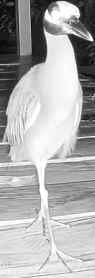 Yellow-crowned night heron