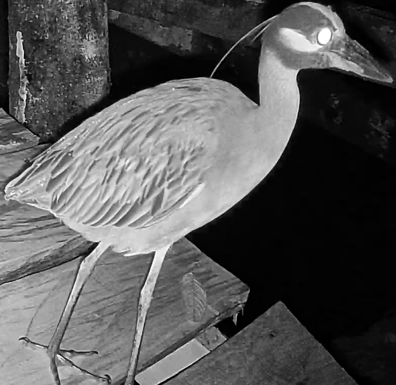 Yellow-crowned Night-Heron