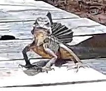 plumed basilisk