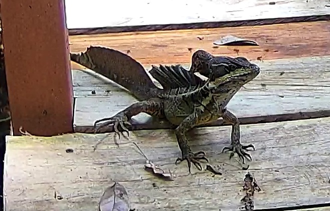 Common basilisk