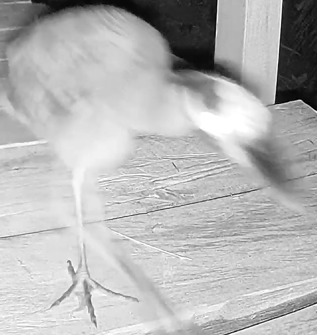 Yellow-crowned Night Heron