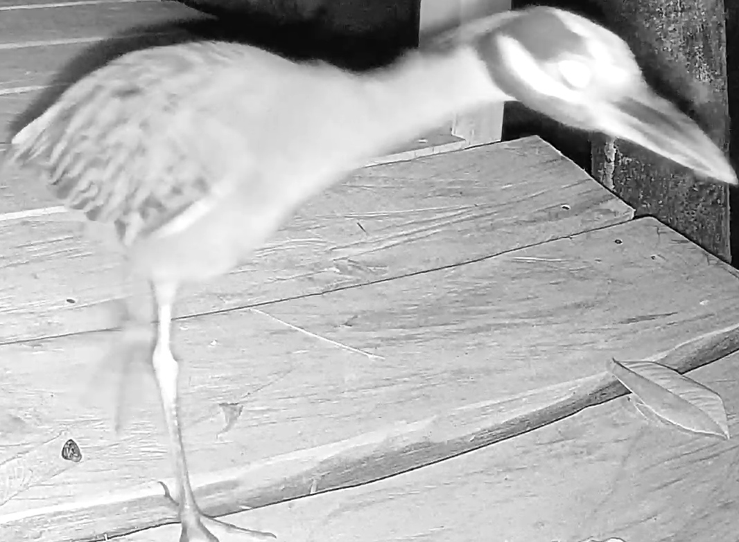 Yellow-crowned Night Heron