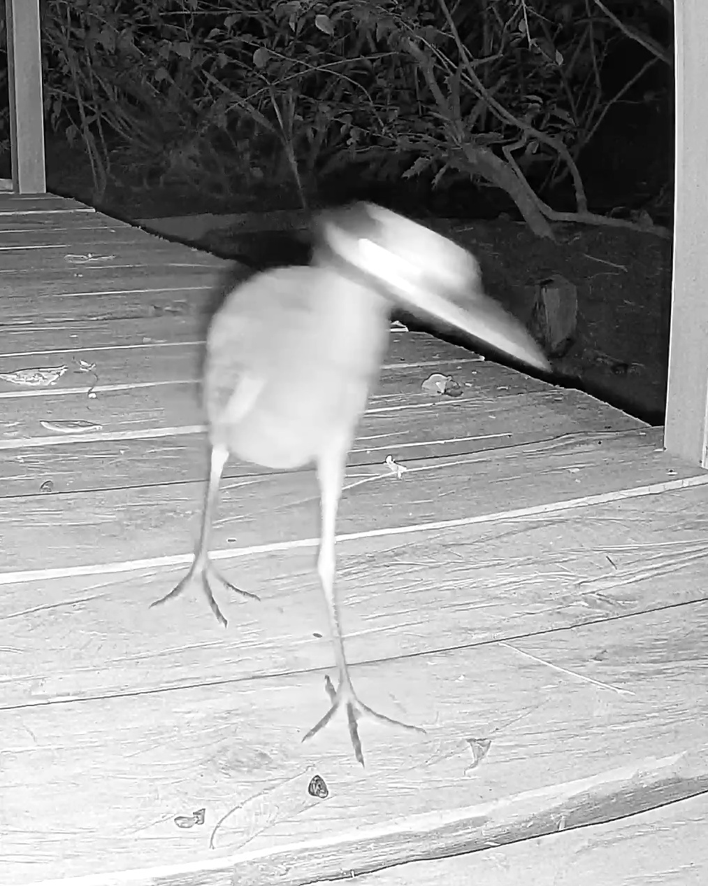Yellow-crowned Night Heron