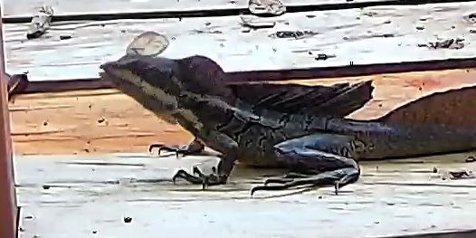 Brown Basilisk
