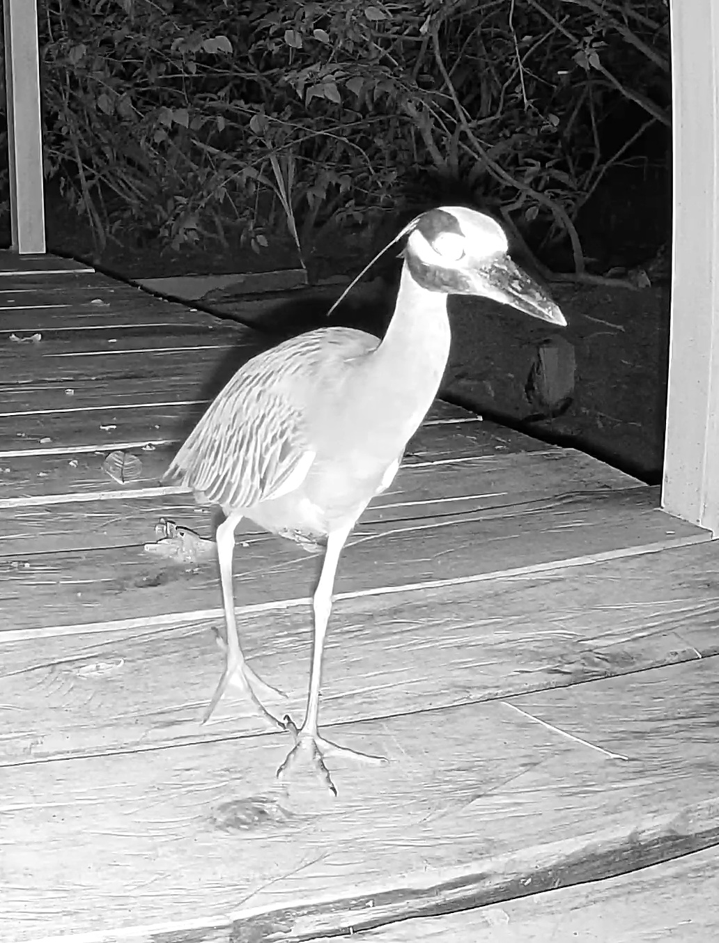 Yellow-crowned Night Heron
