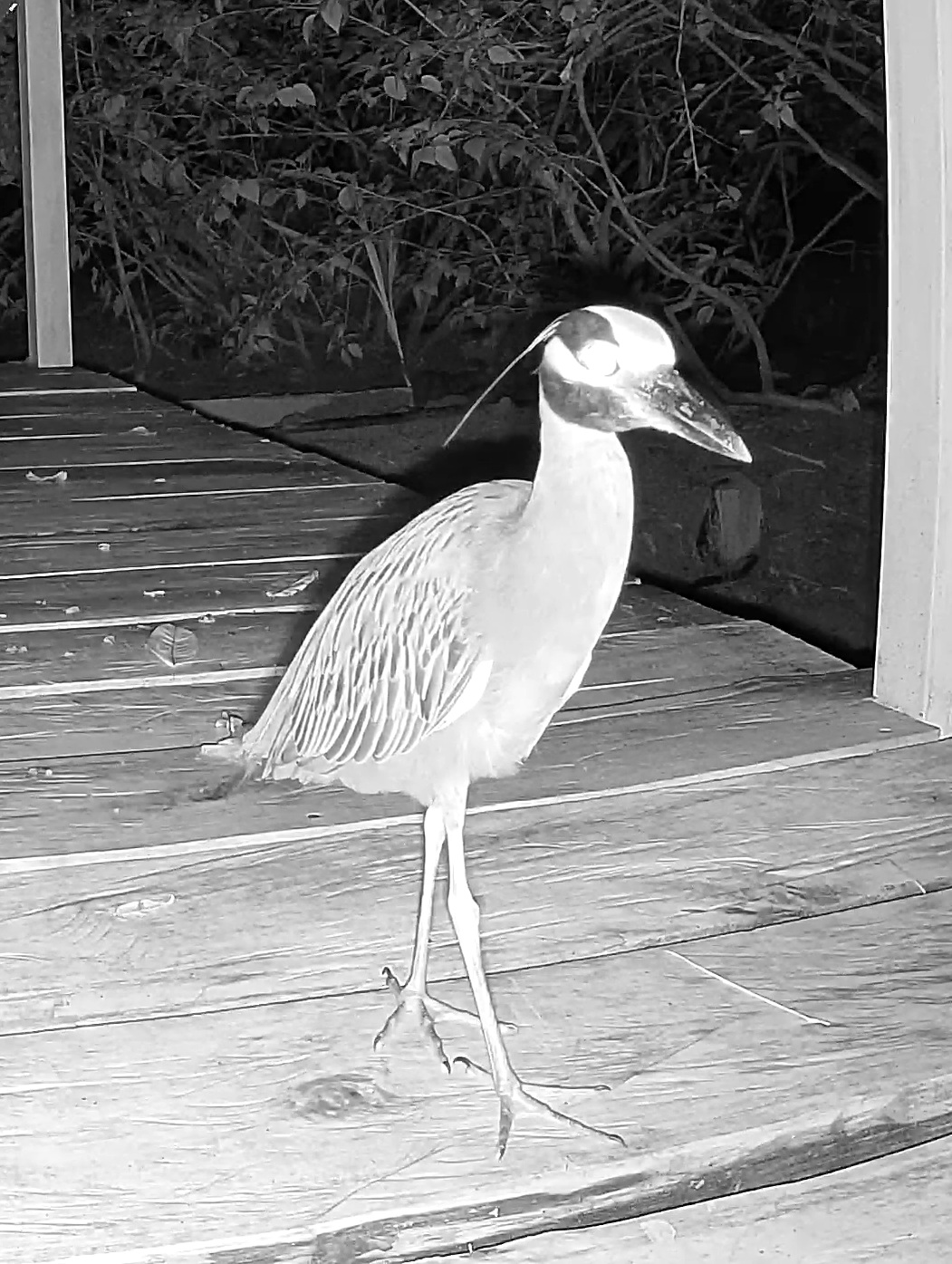 Yellow-crowned Night Heron