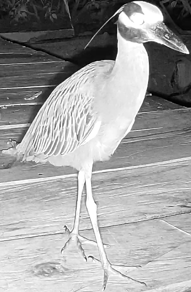Yellow-crowned Night-Heron