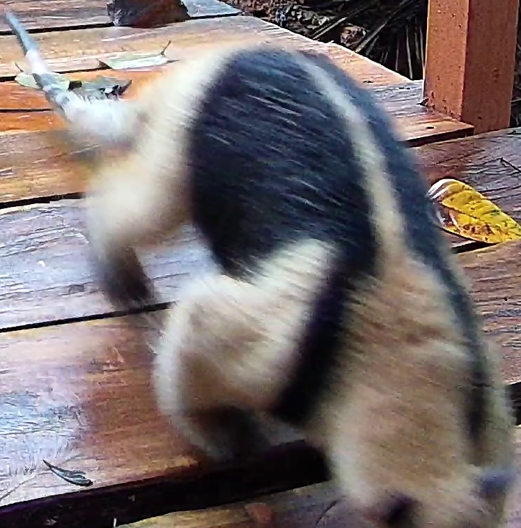 Northern tamandua