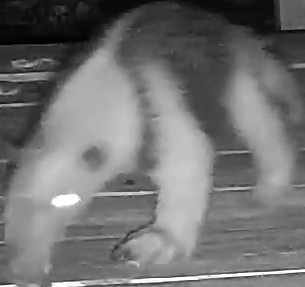 Northern tamandua