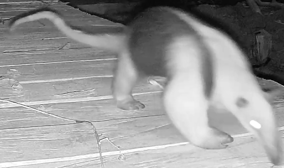 Southern tamandua