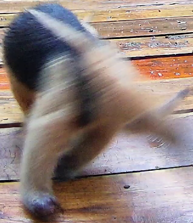 Southern tamandua