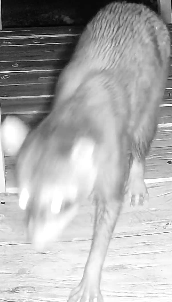 Crab-eating raccoon