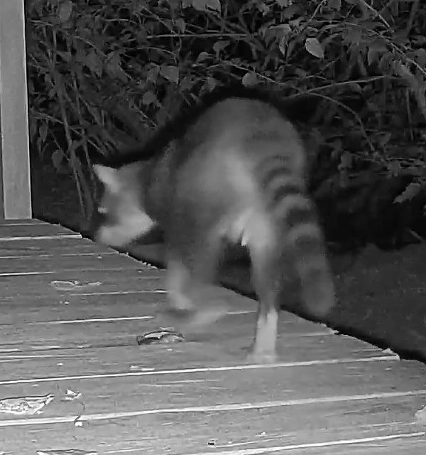 Raccoon