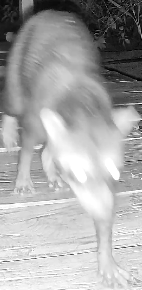 Crab-eating raccoon