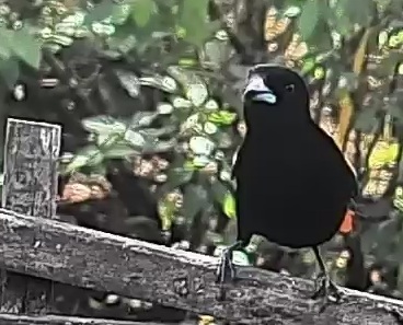 Passerini's tanager