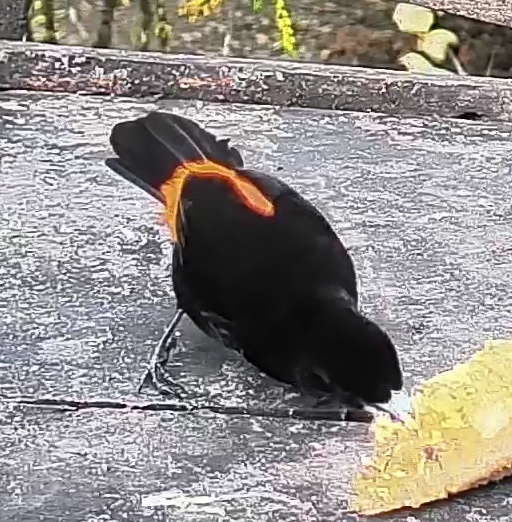 Flame-rumped Tanager