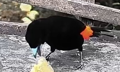 Flame-rumped Tanager