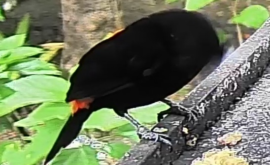 Passerini's tanager