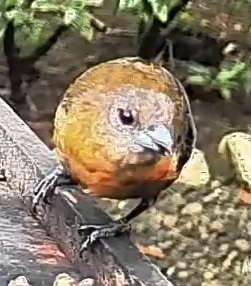 Passerini's tanager