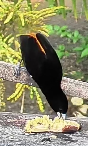 Flame-rumped Tanager