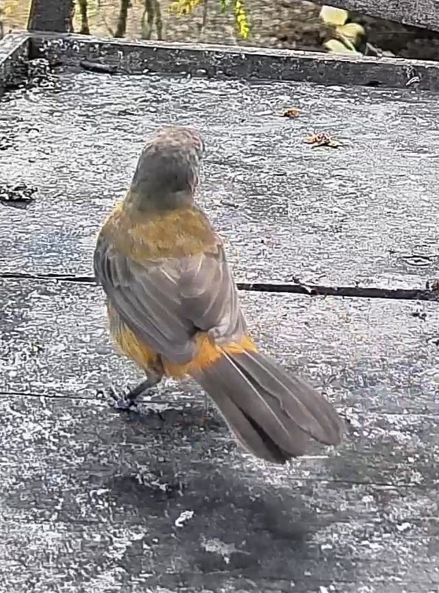 Passerini's tanager