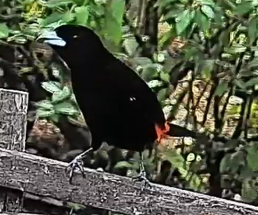 Flame-rumped Tanager
