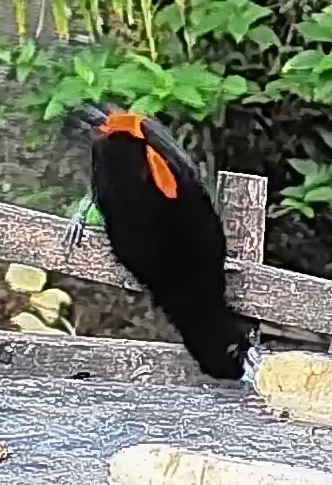 Flame-rumped Tanager