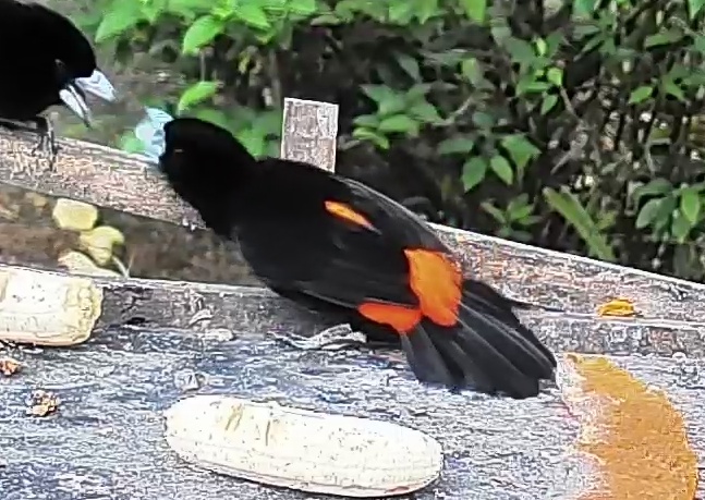 Flame-rumped Tanager