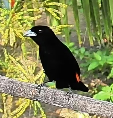 Flame-rumped Tanager