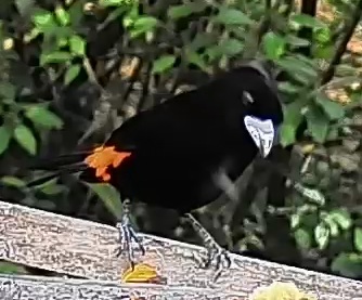 Flame-rumped Tanager