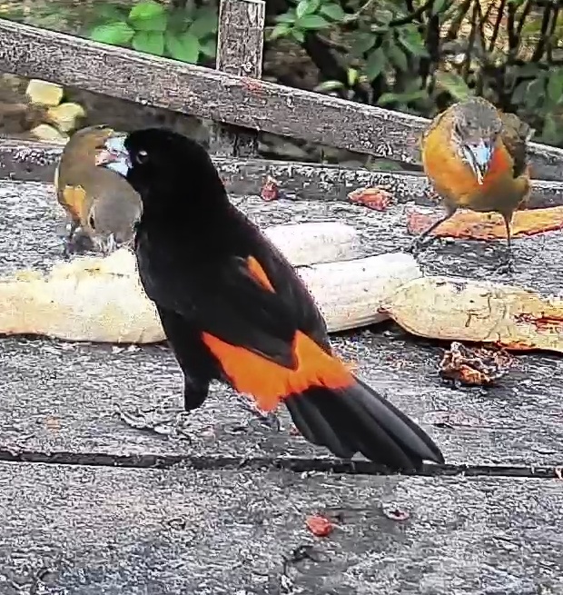 Flame-rumped Tanager