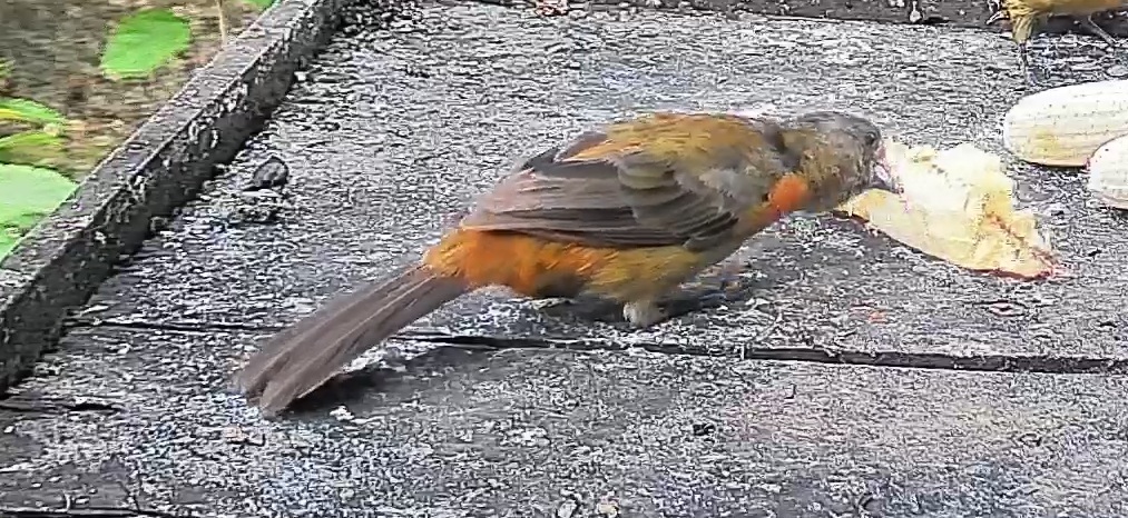 Passerini's tanager