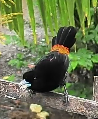 Flame-rumped Tanager
