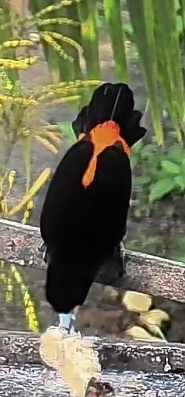 Flame-rumped Tanager
