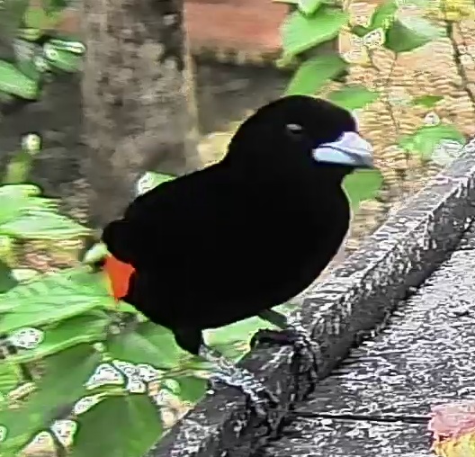 Flame-rumped Tanager