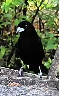 Flame-rumped Tanager