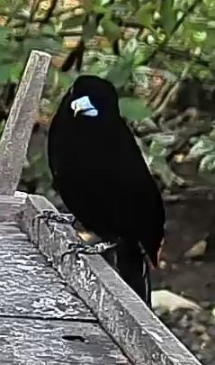 Flame-rumped Tanager