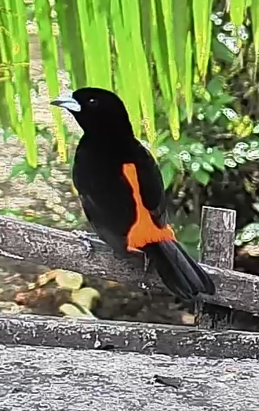 Flame-rumped Tanager