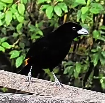 Flame-rumped Tanager