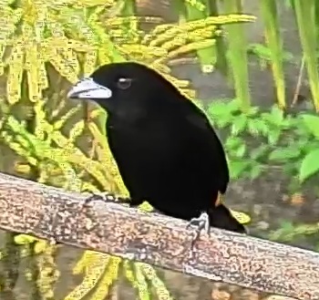Flame-rumped Tanager