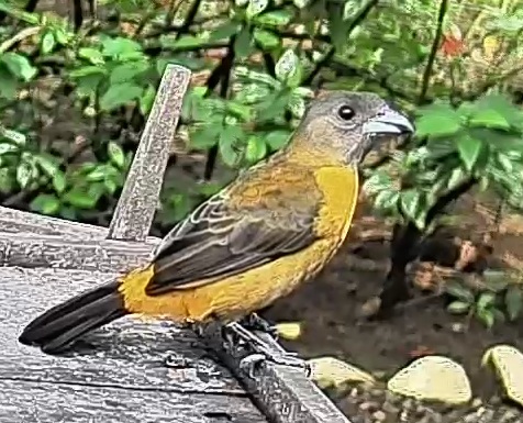 Passerini's tanager
