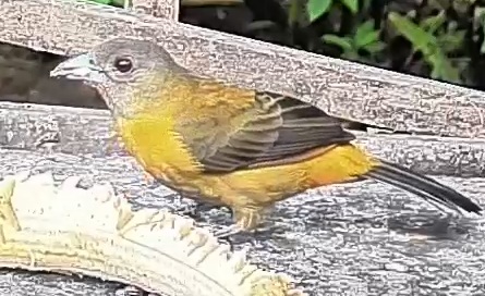 Passerini's tanager